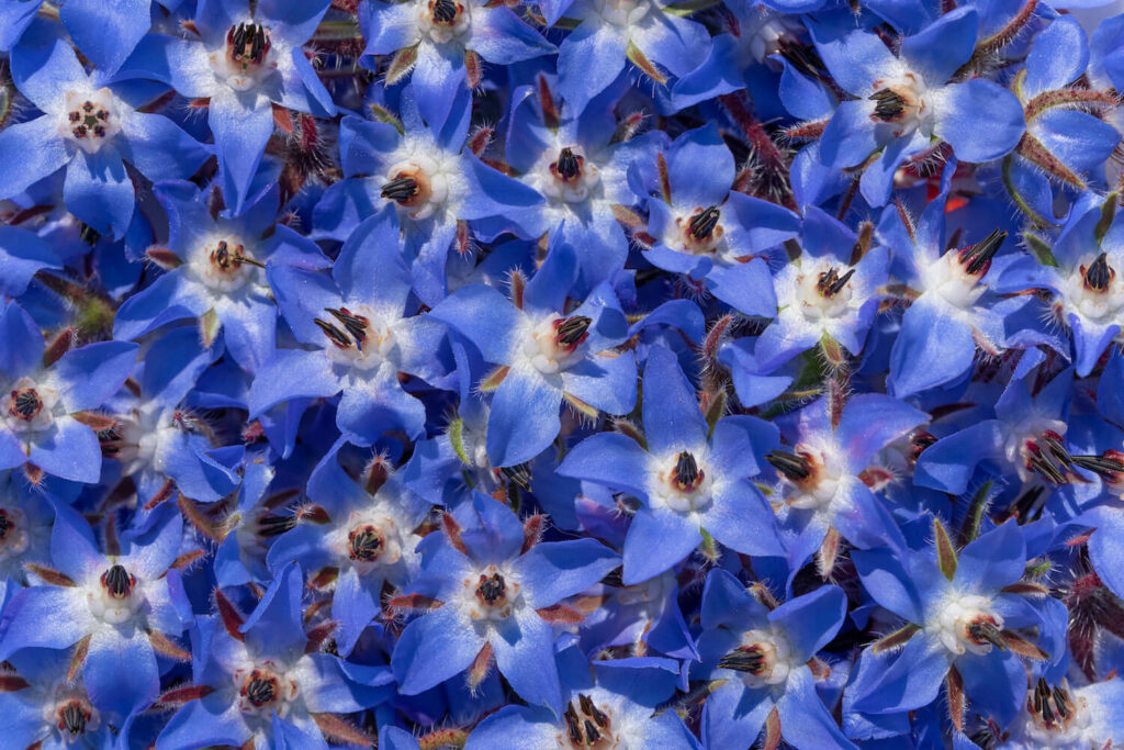 blue borage flowers in full bloom