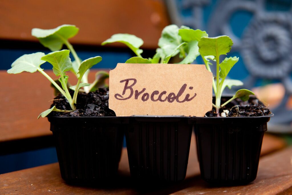 Young broccoli plants in starter trays