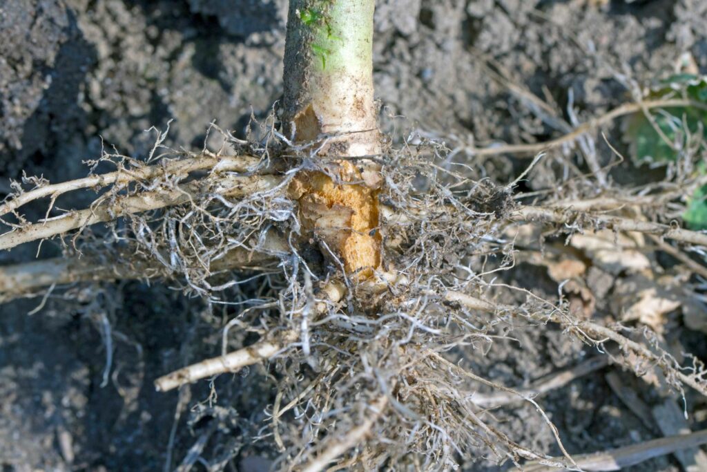 Close-up of damaged broccoli roots