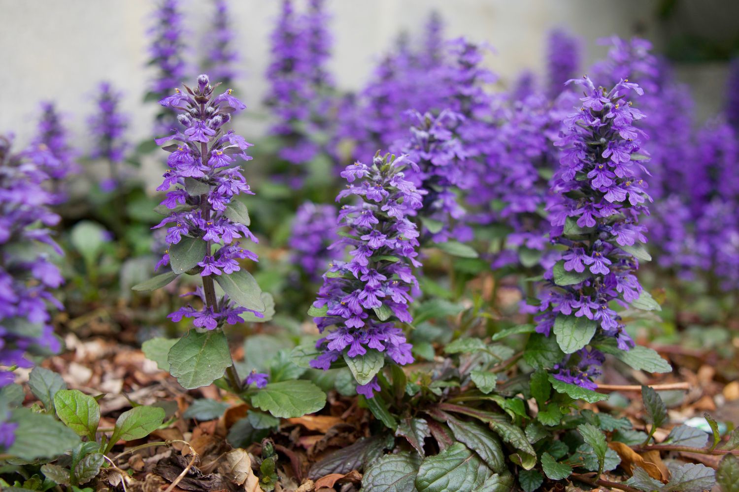 Top 15 bee friendly ground cover plants Plantura