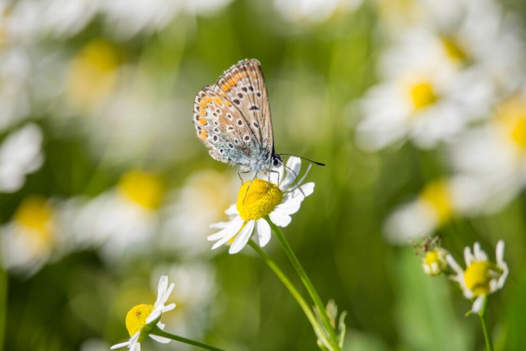 butterfly on a chamomile flower