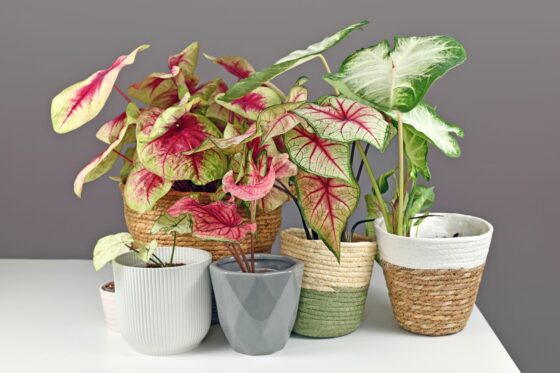 Caladium: cultivation, care & the most beautiful varieties