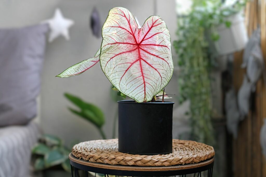 Caladium 'White Queen' with pale green leaves and hot pink veining