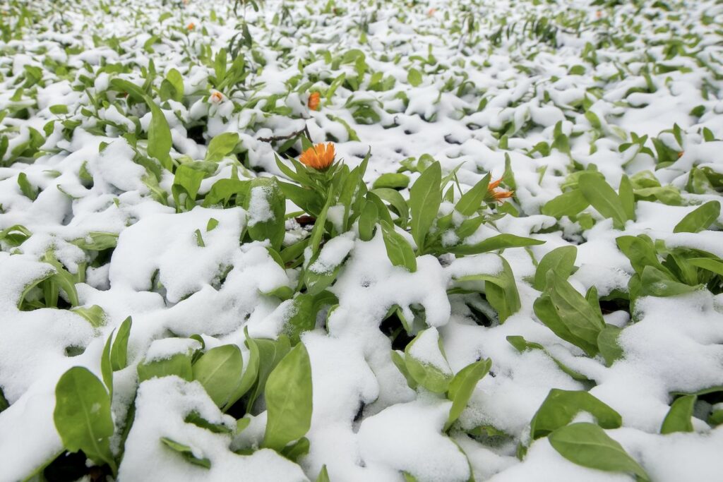 Calendula blooming in snow