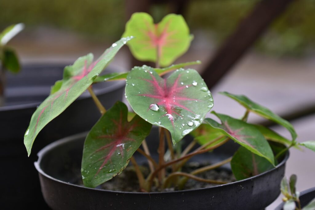 Young caladium with water droplets on its leaves