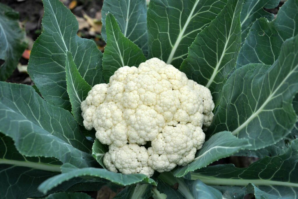 Ripe head of cauliflower
