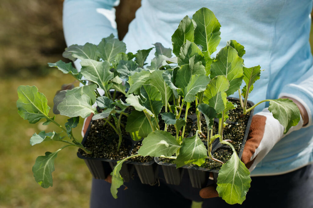 Person carrying tray of cauliflower seedlings