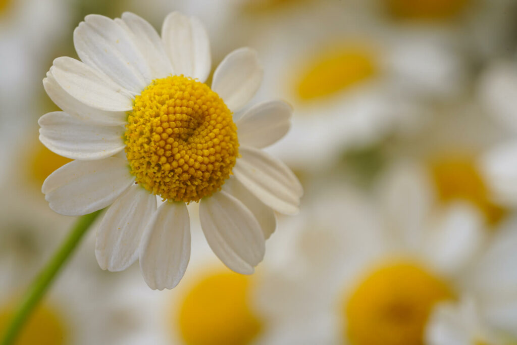 close-up of a chamomile flower