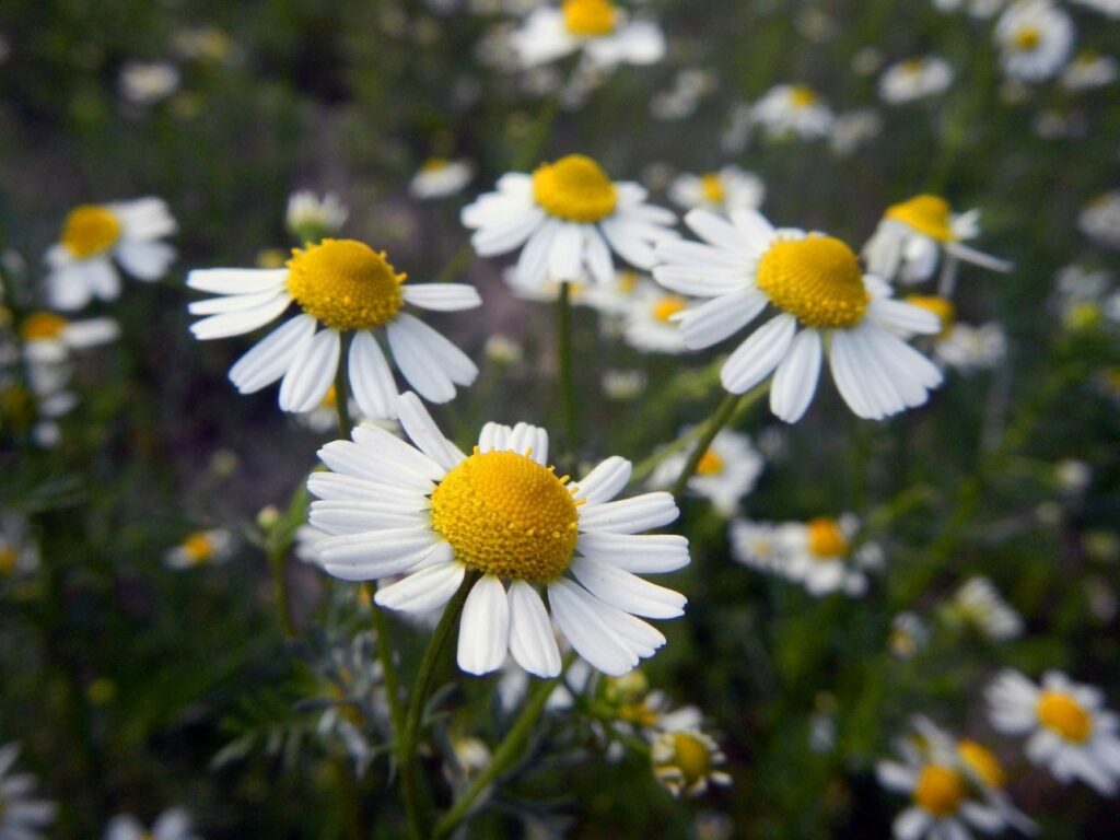 close-up view of chamomile flowers