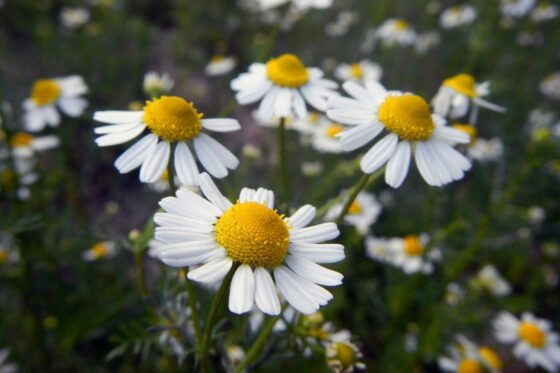 Chamomile benefits & uses