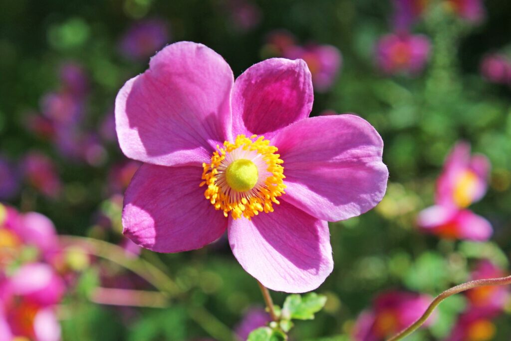 Chinese anemone flowering in Autumn