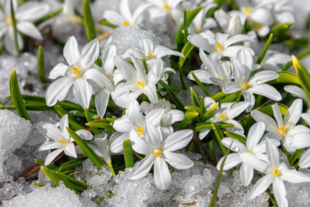 White flowering glory of the snow