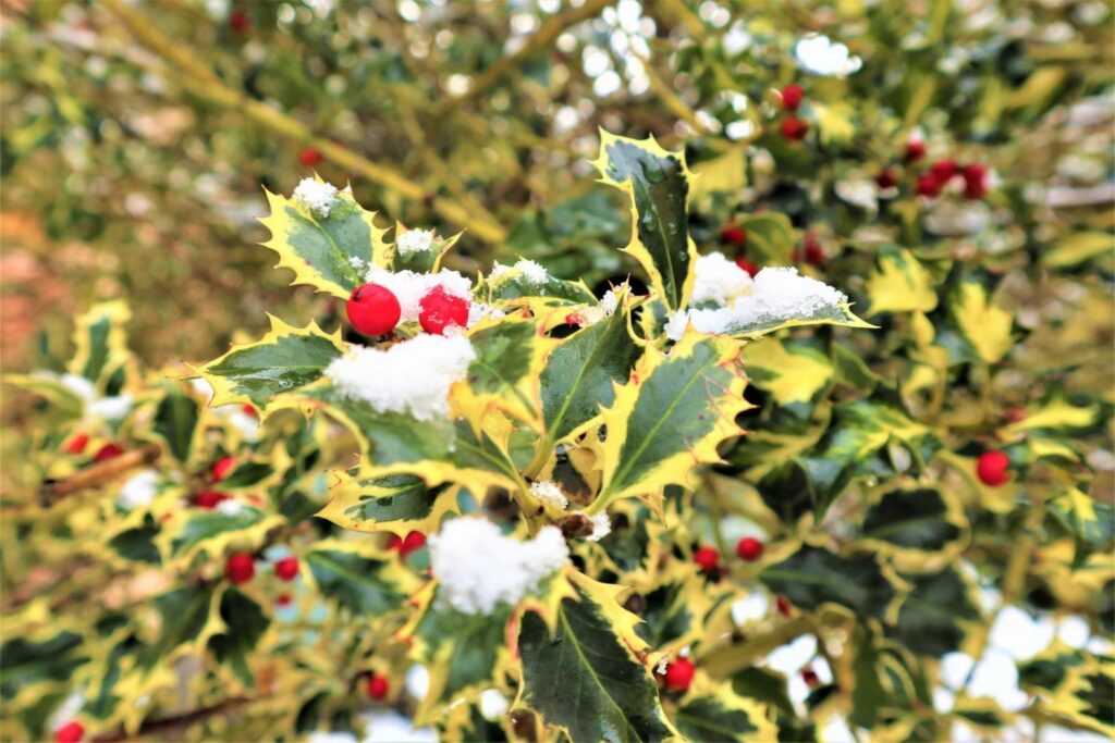 Snow on holly bush berries and leaves