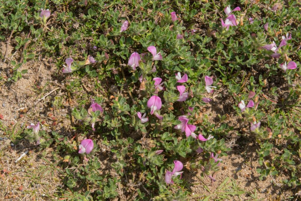 common restharrow growing in dry soil