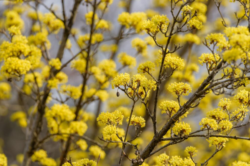 Yellow flowers on Cornus mas