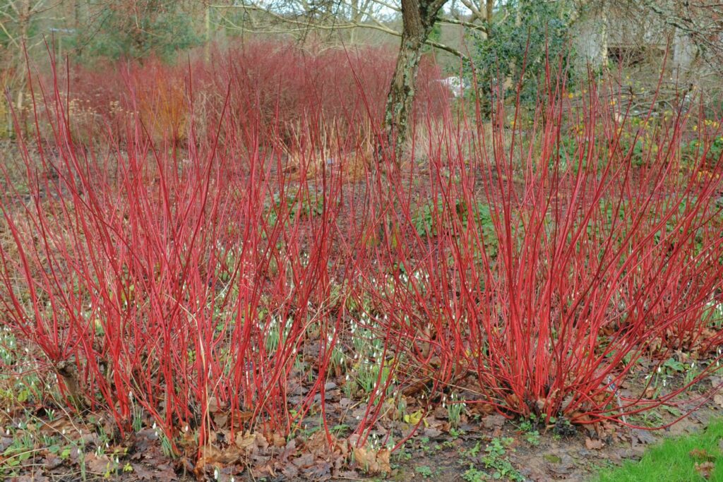 Red branches of Siberian dogwood in winter