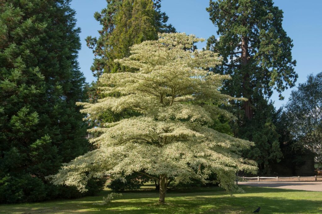 Cornus controversa tree