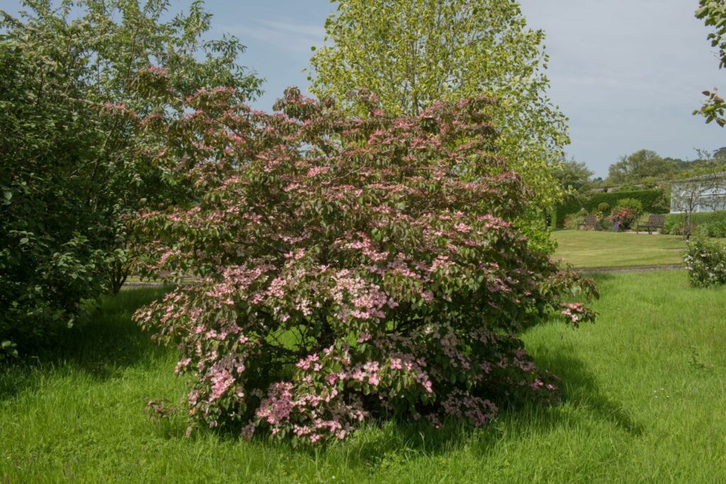 Pink flowering dogwood variety