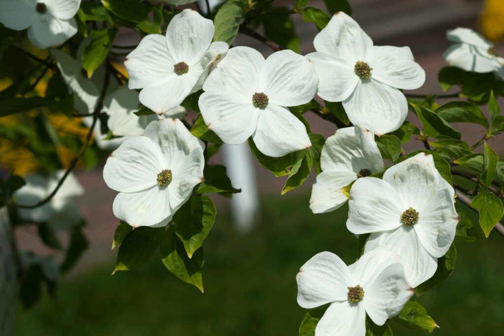 White flowering dogwood variety