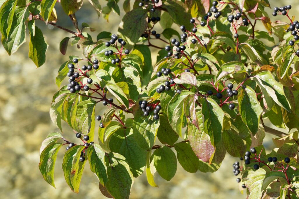Common dogwood bearing dark fruits