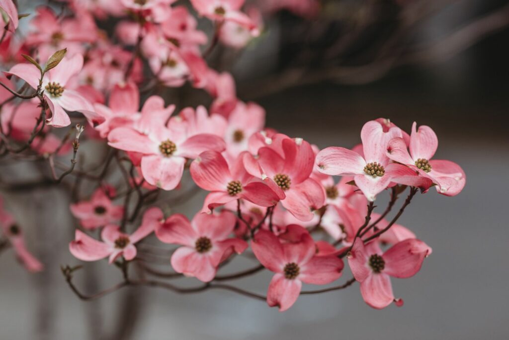 Pink flowering dogwood variety