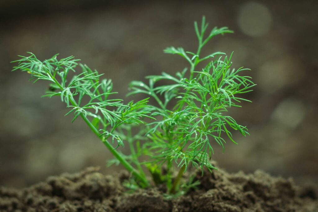 small green dill plant