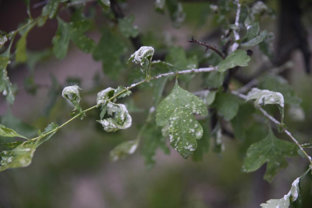 Hawthorn infested with powdery mildew