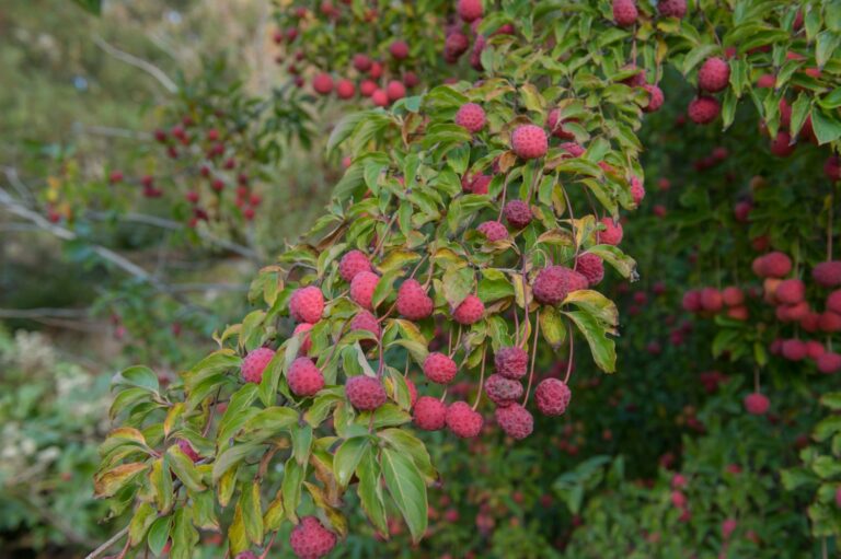 Dogwood: pruning, planting & propagating Cornus - Plantura