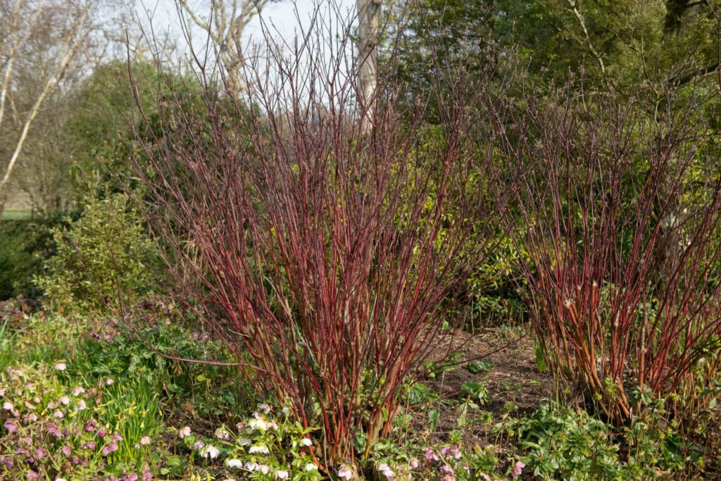 Dogwood plants in a garden