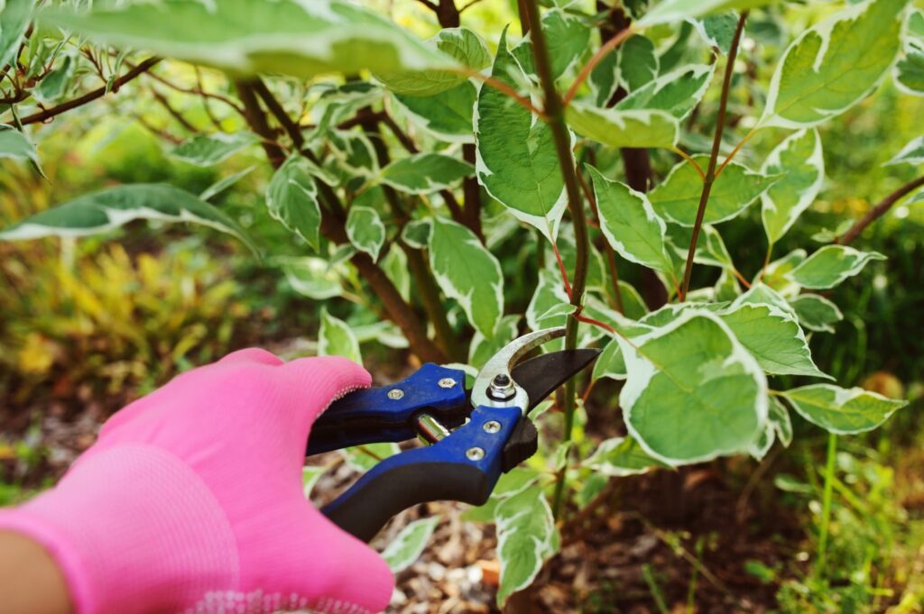 Pruning cornus plant with secateurs