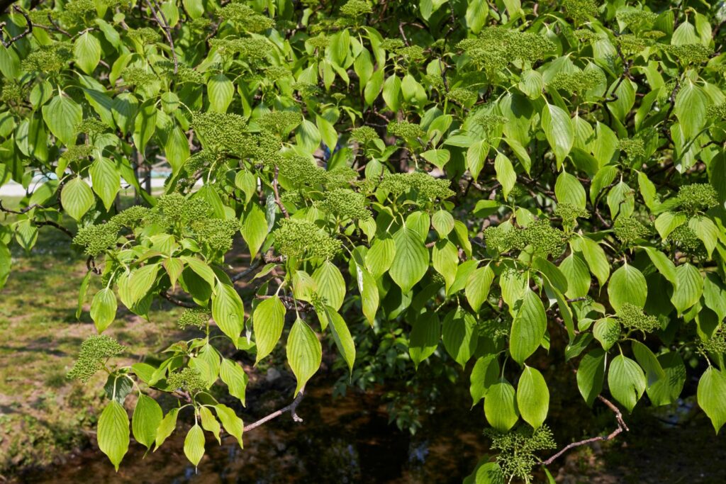 Dogwood variety with green leaves and fruits