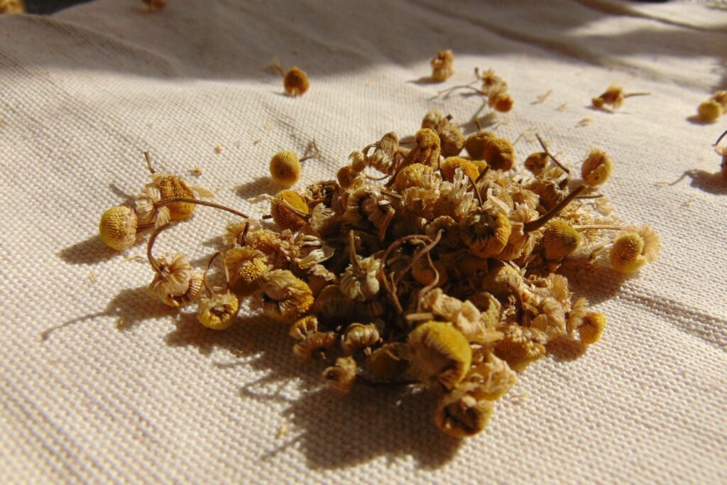 small pile of dried chamomile