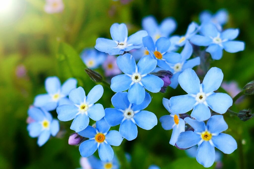Close-up of blue Forget me not flowers