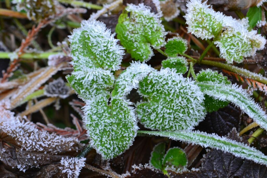 ground ivy covered in frost