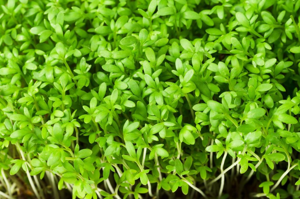 tiny leaves of garden cress