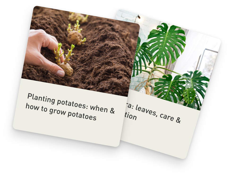 Subscribe to the Plantura newsletter