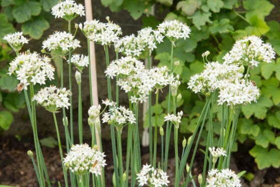 Garlic chives: tips for sowing, planting & harvesting