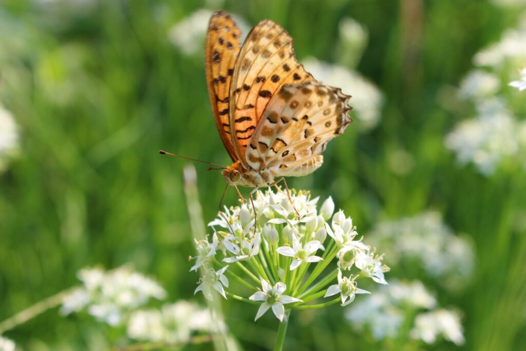 Butterfly sitting on garlic chives flower