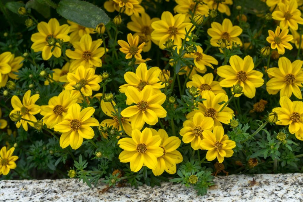 Yellow flowers of the golden empire bidens