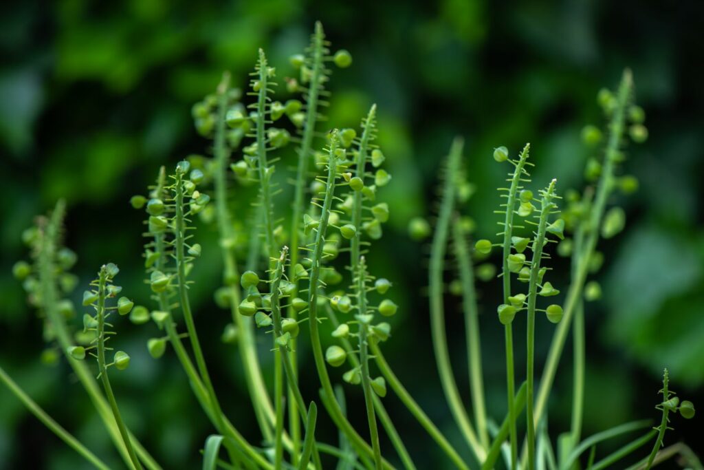 green grape hyacinth seeds