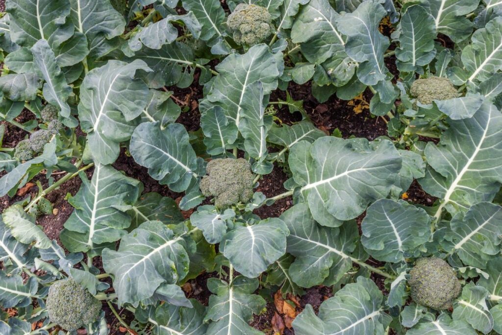 Bird's eye view of broccoli plants