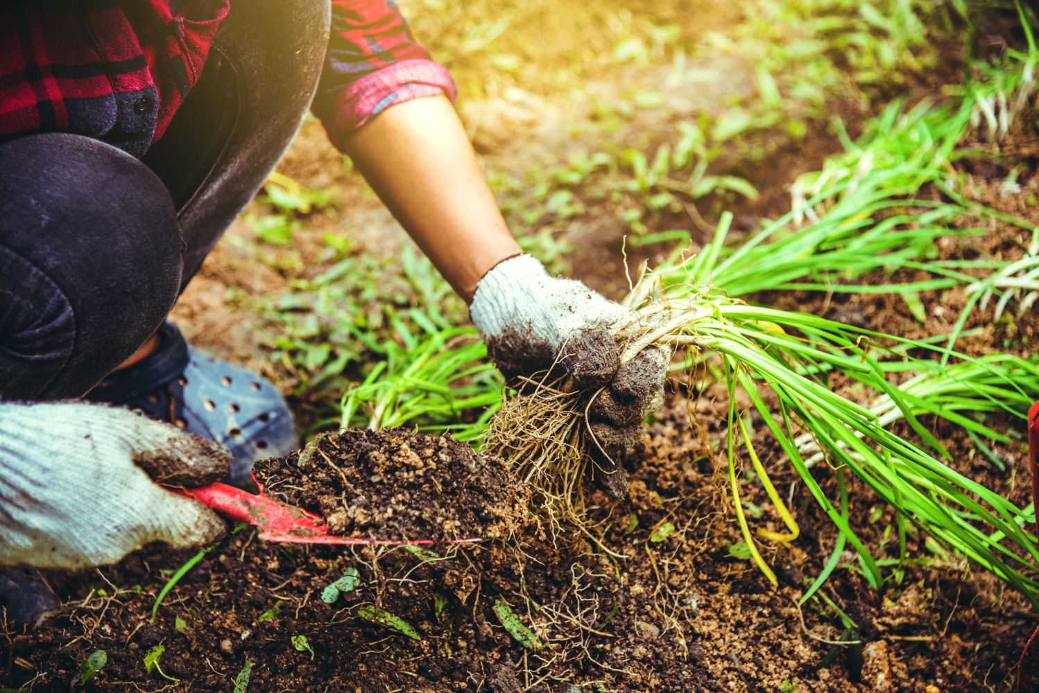 Garlic chives growing & harvesting Plantura