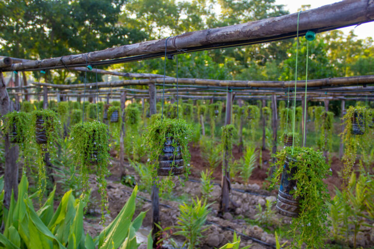 Bacopa monnieri cultivating and using brahmi Plantura