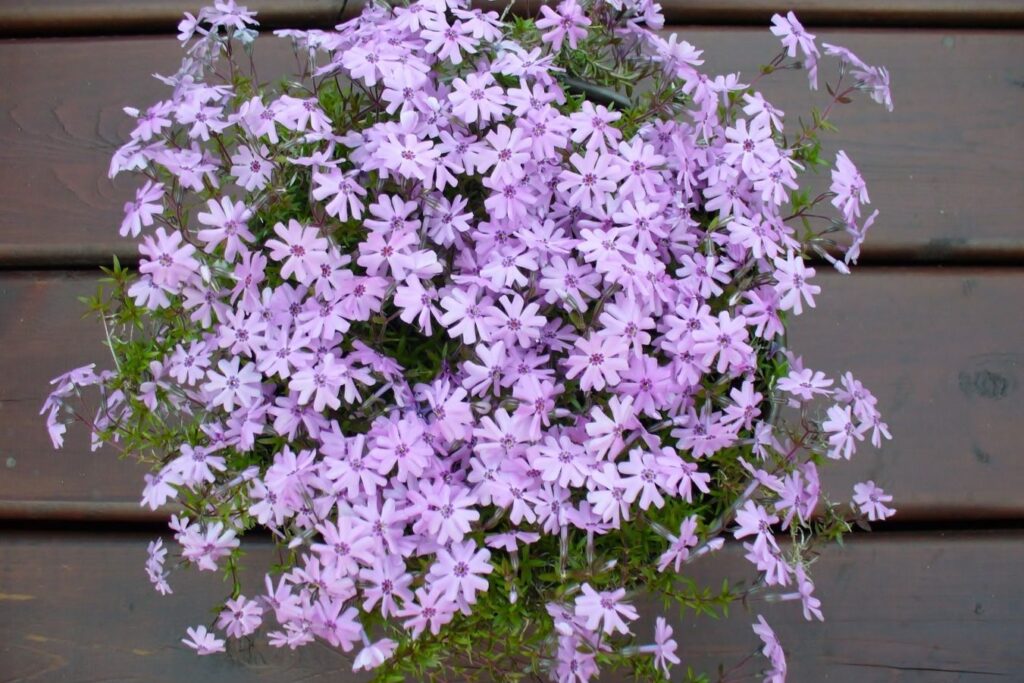 Lilac phlox in hanging basket