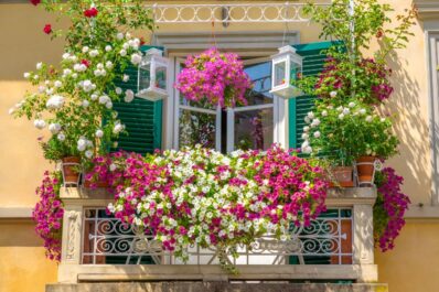 Hanging plants for the balcony: the most beautiful varieties at a glance