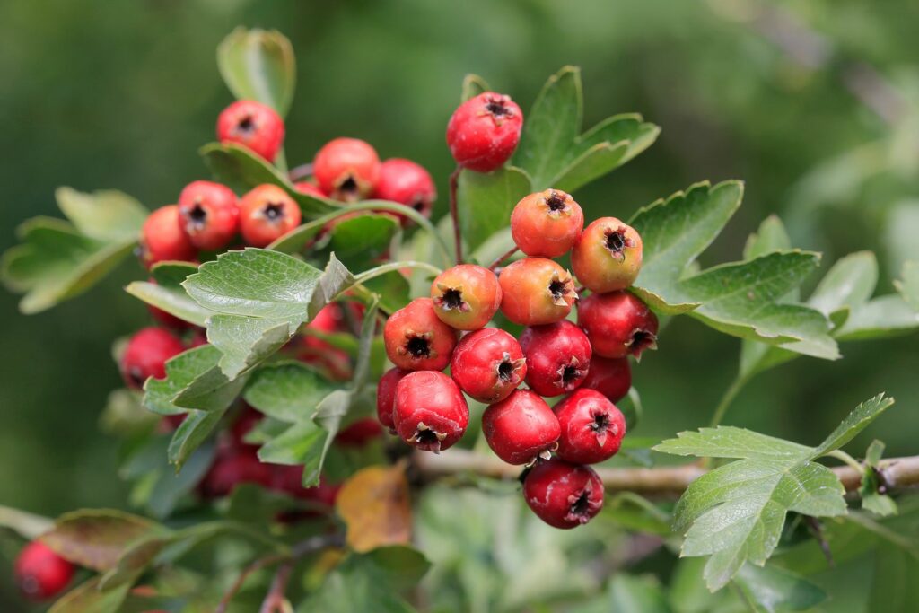 Hawthorn berries