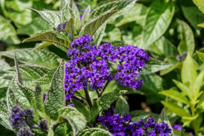 Heliotrope: planting, caring & overwintering