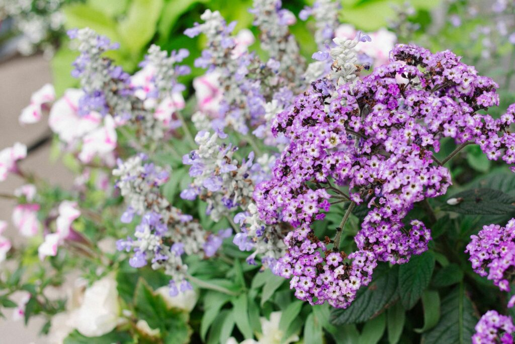Light purple heliotrope flowers