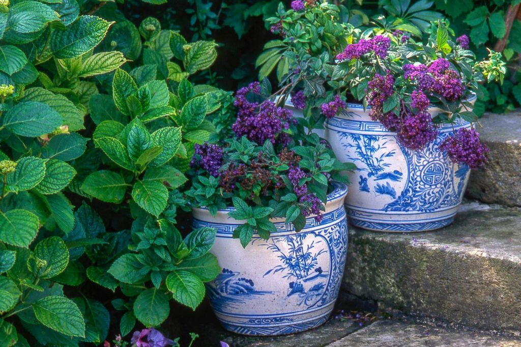 Flowering heliotrope in pots