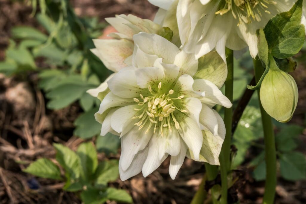 Hellebrous orientalis with full, white double flowers